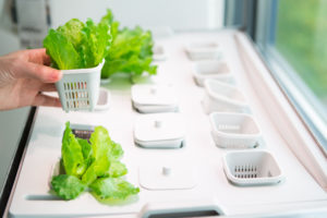 Equipment That Certain Hydroponic Systems Need