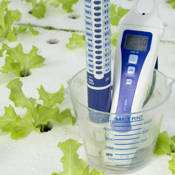 Digital pH meter tester in cup measure on hydroponics green vegetables in greenhouse on white foam. Digital pH meter tester and cup measure on white foam. vegetables salad in greenhouse hydroponics garden, Close up..
