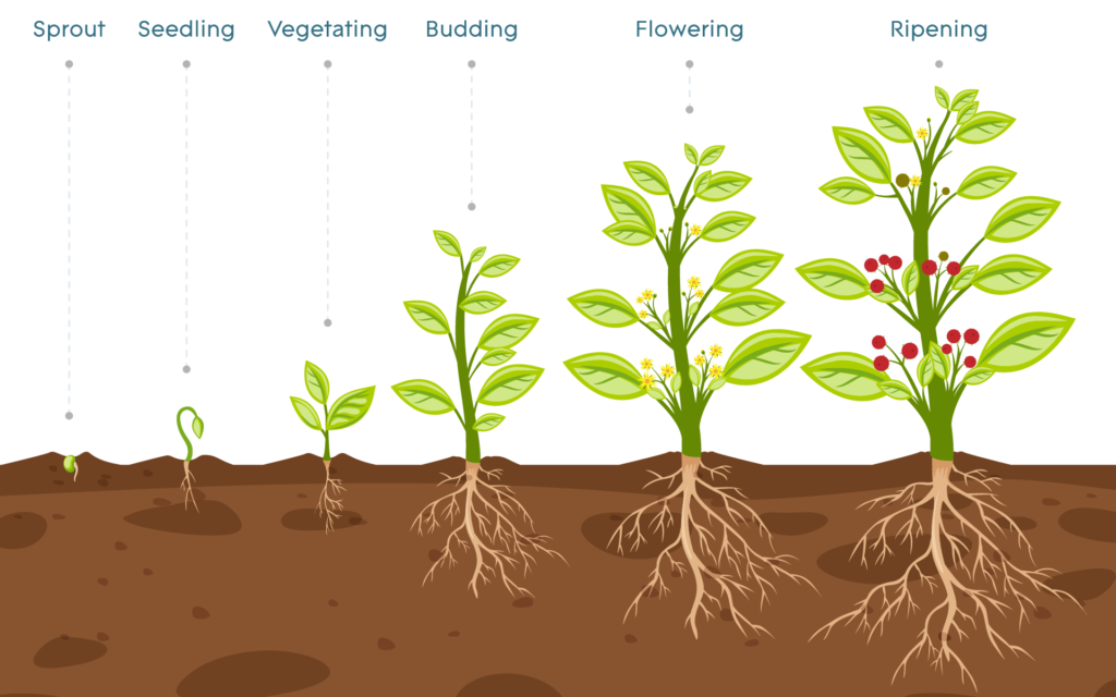 research about plants growth