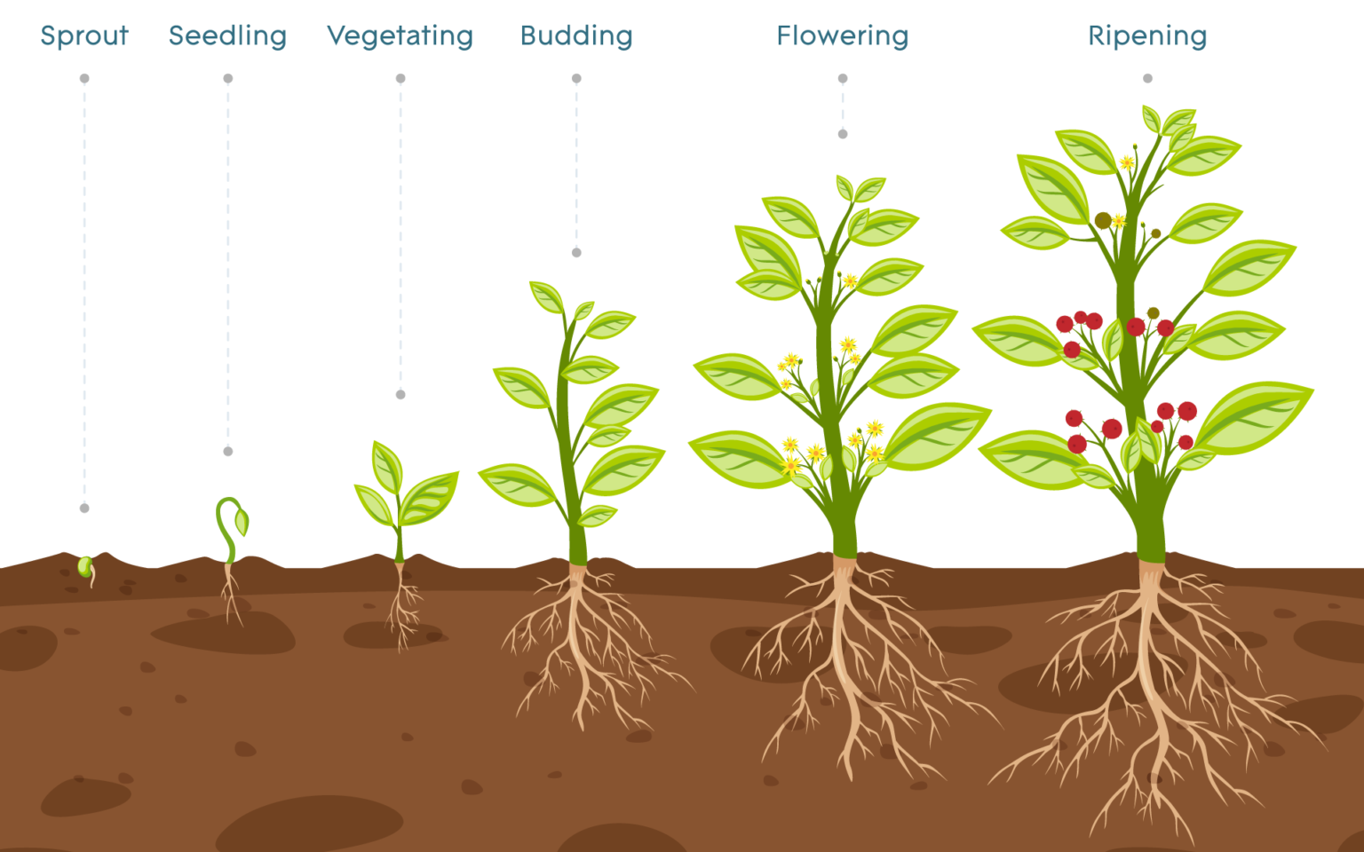 O Que é O Crescimento Vegetativo - AskSchool