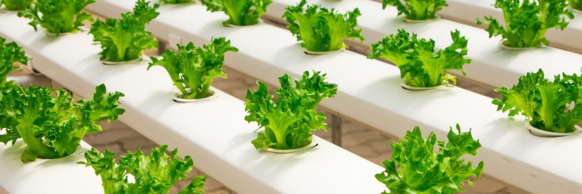 Growing plants in hydroponics