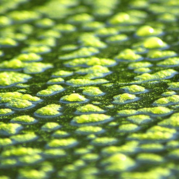 Algae affects Hydroponics Algae affects Hydroponics