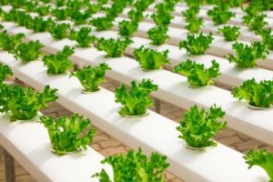 Growing plants in hydroponics