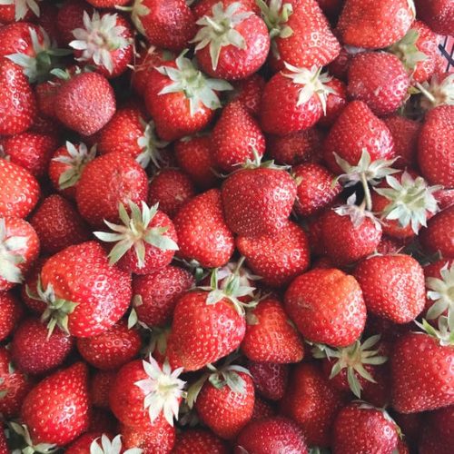 Growing strawberries in hydroponics