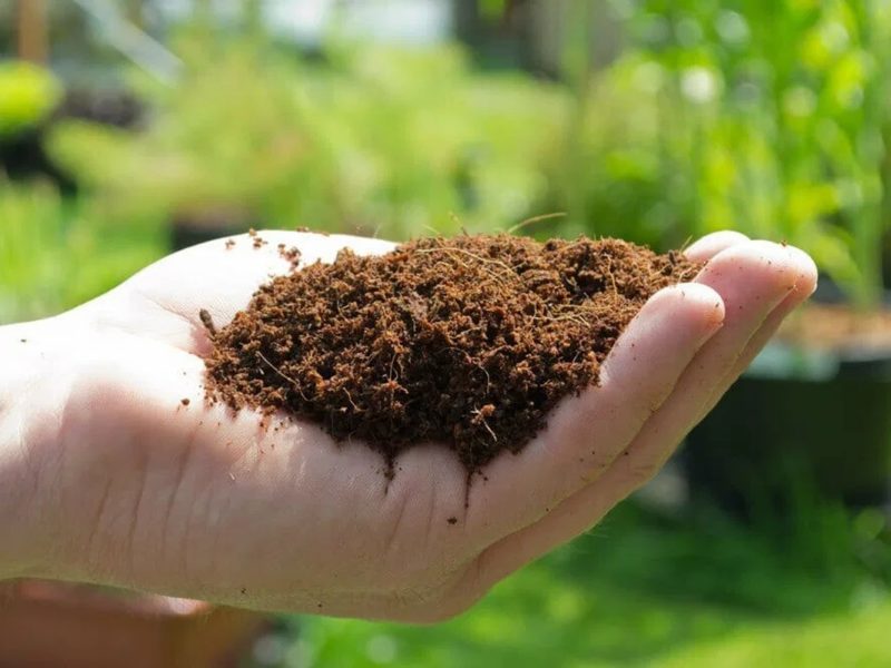 Hydroponic Grow Medium: Most Widely Used Types