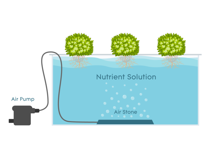 Deep Water Culture