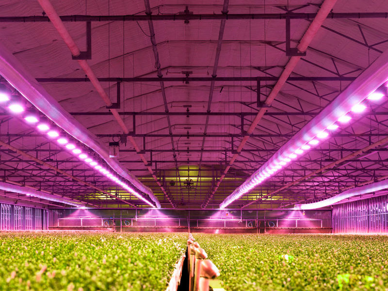 When to Replace Grow Lights