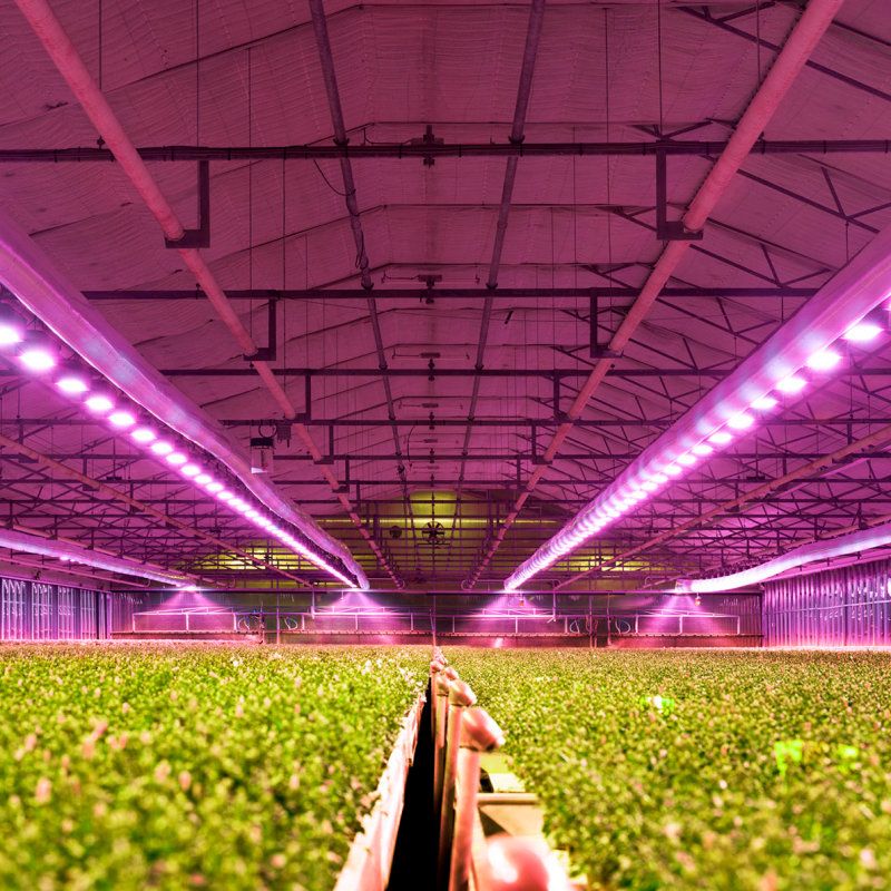 Hydroponics greenhouse