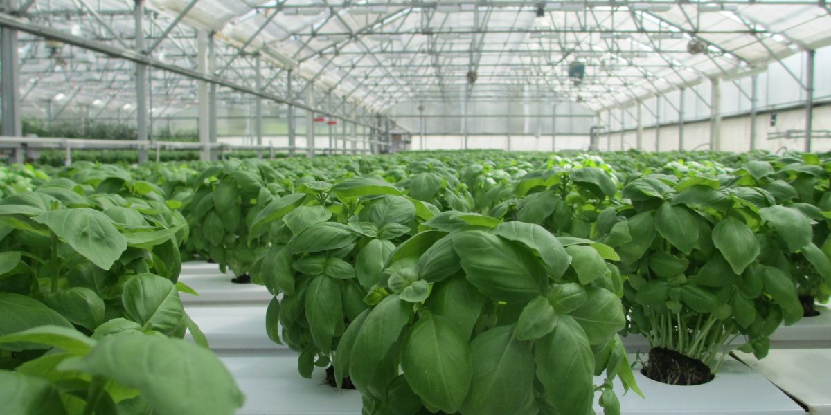 Growing basil in hydroponics