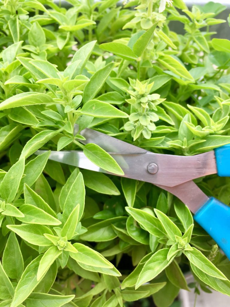 Cloning plants for hydroponics