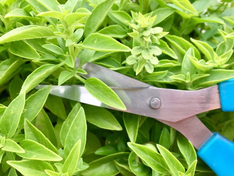 Cloning Plants for Hydroponics