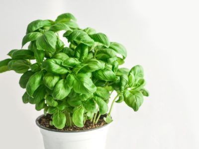 Growing basil in hydroponics