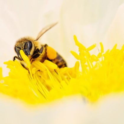 Bee is pollinating a plant