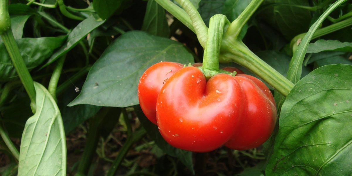 Bell pepper harvest