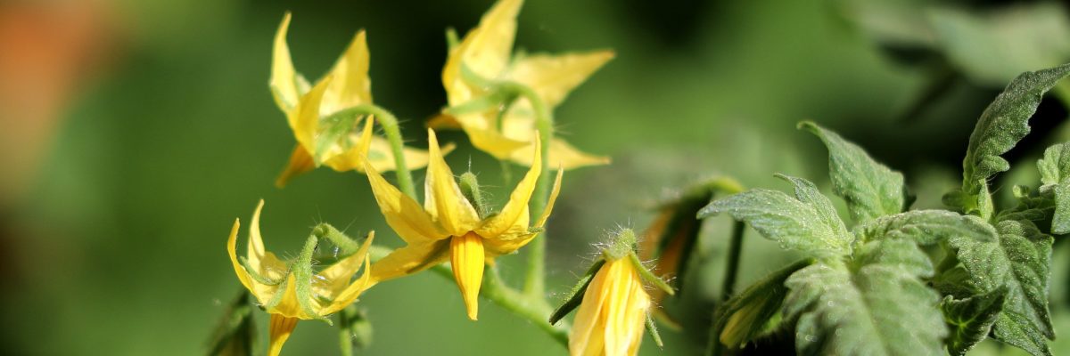 Blossoming tomatoes