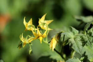 Blossoming tomatoes