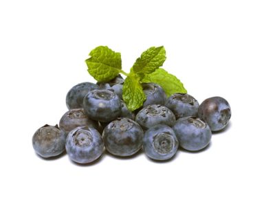 How to Grow Blueberries using Hydroponics