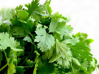 Growing cilantro in aquaponics