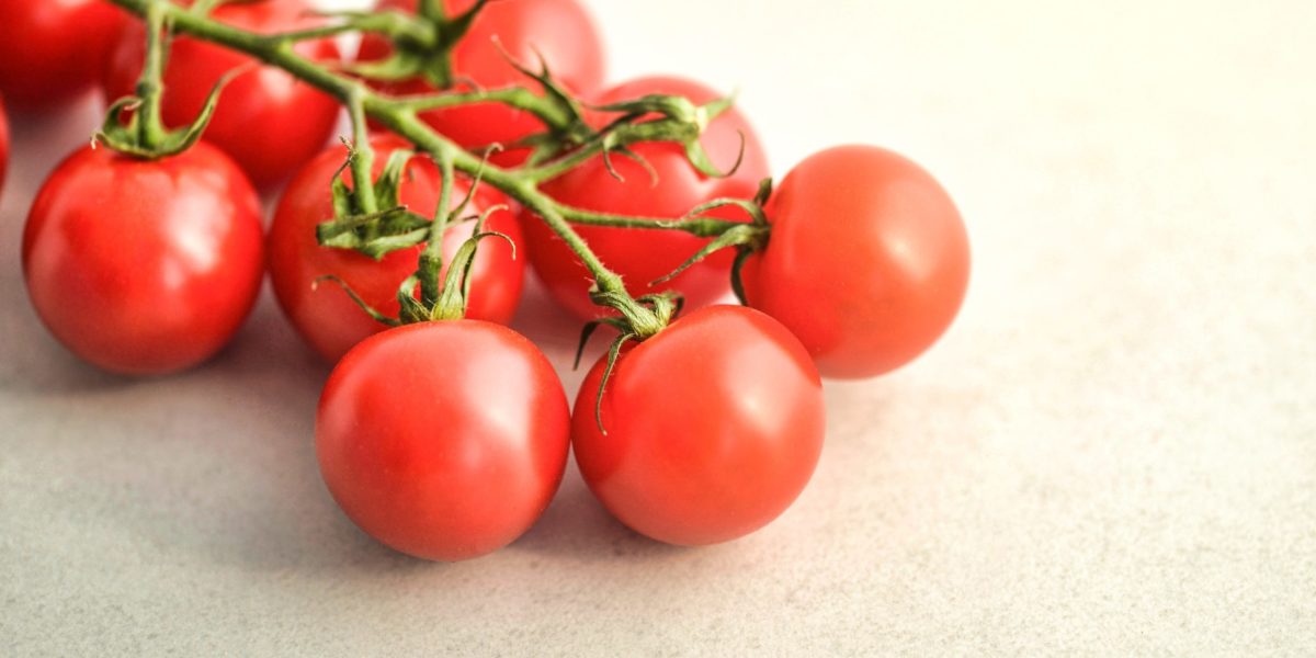 Growing tomatoes in hydroponics