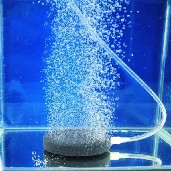 Air stone for better aeration Air stone for better aeration