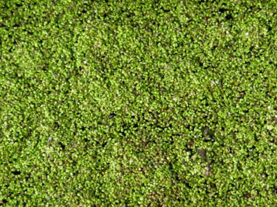 Duckweed additional plant for aquaponics