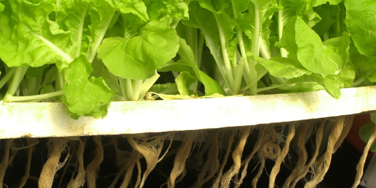 Lettuce in hydroponic