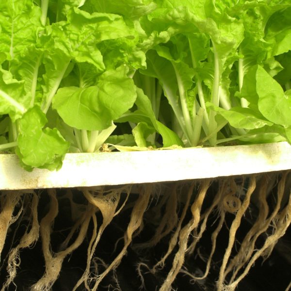 Lettuce in hydroponic