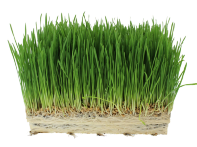 Wheatgrass in hydroponics