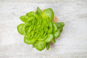 Salad in hydroponic