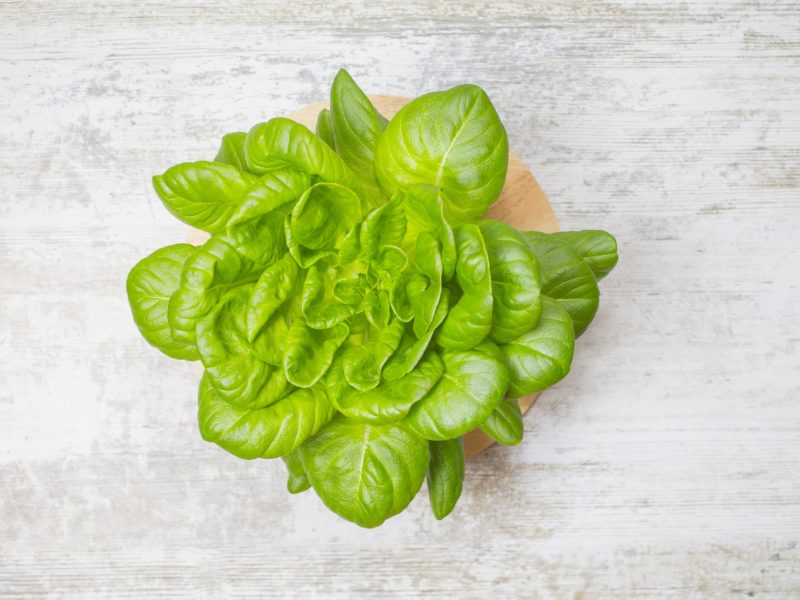 Grow Hydroponic Lettuce – The Guide