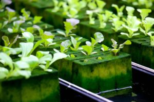 What to look for while choosing a hydroponic growing medium