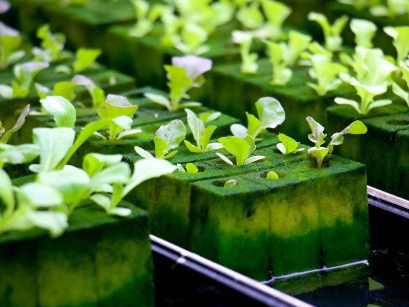 How to make own hydroponic tank