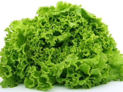 Lettuce in aquaponics