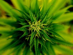 marijuana in hydroponics