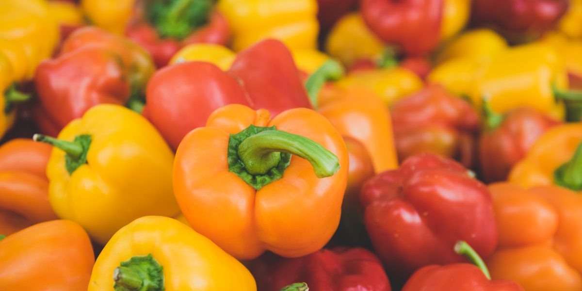 Bell pepper in hydroponics