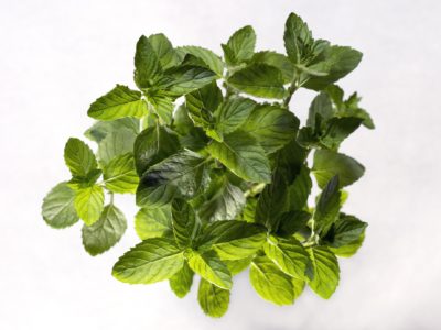 Growing mint in aquaponics