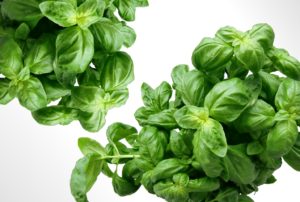 Growing basil in hydroponics