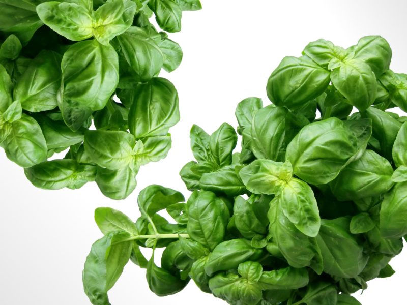 The Best Plants for Aquaponics