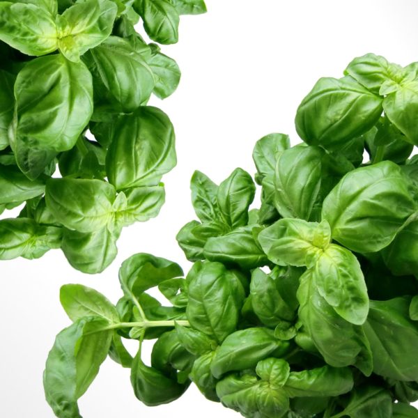 Growing basil in hydroponics