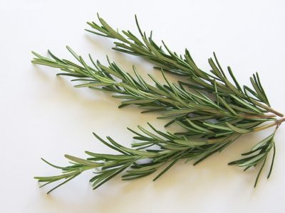 Rosemary in auqaponics