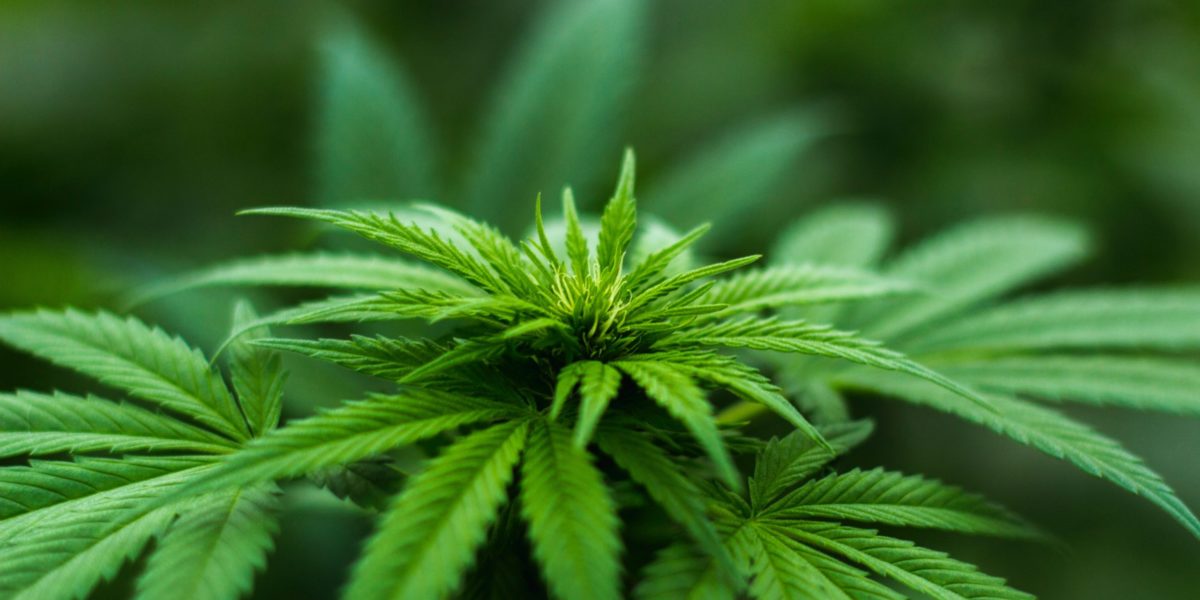 Cannabis mature plant