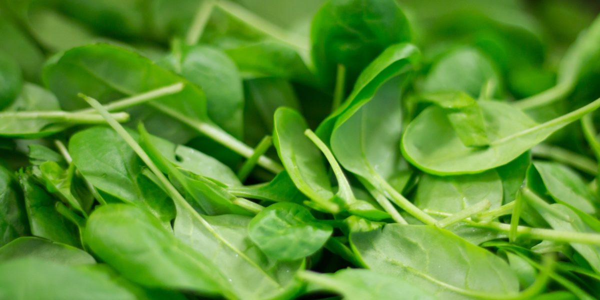 Spinach in hydroponics