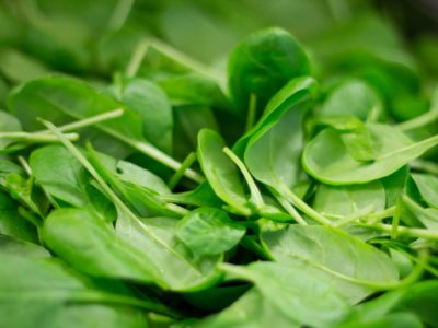 Spinach in hydroponics