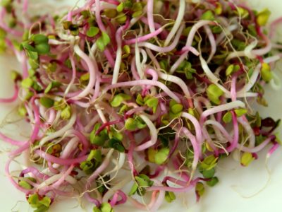 Radish sprouts are good for aquaponics