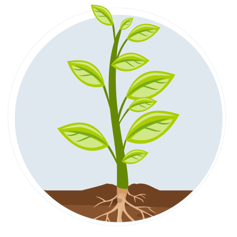 Рост растений. Рас рост. Растения вектор. Рост растения вектор.