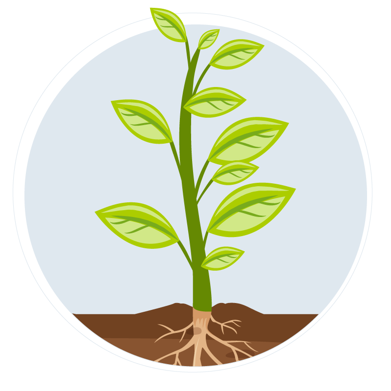 Stage 3 Vegetation Stage 3 Vegetation