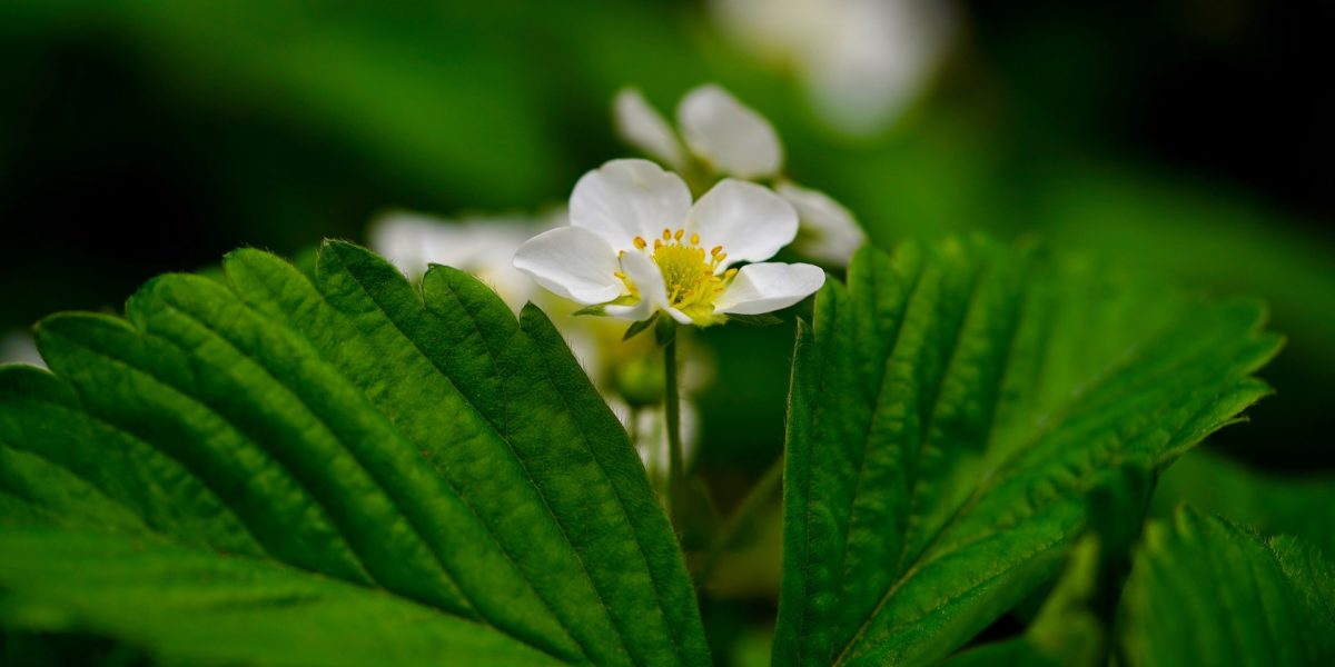 strawberry blossoming