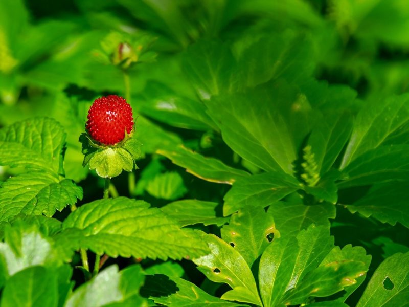 Plant Growth Stages: An Overview