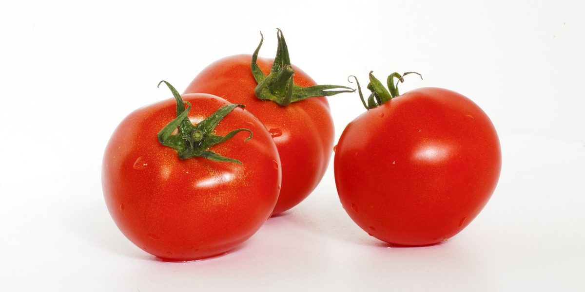 Grow hydroponic tomatoes