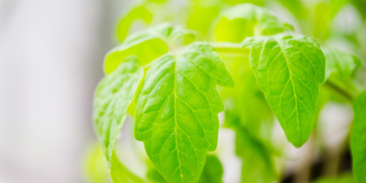 Tomato leaves